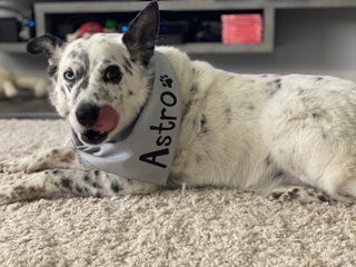 Astro the dog laying on the grous, looking to his left at camera and sticking out his tongue