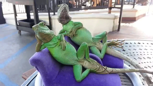 Two iguanas relaxing on a patio  table