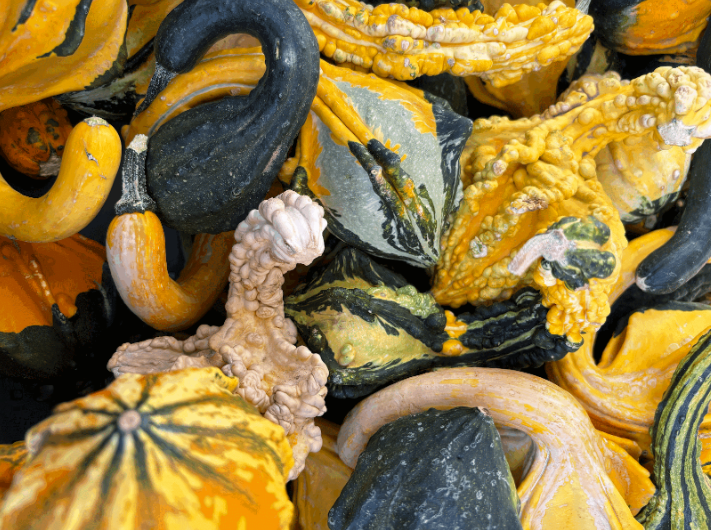 Zoomed-in photograph of various kinds of pumpkins