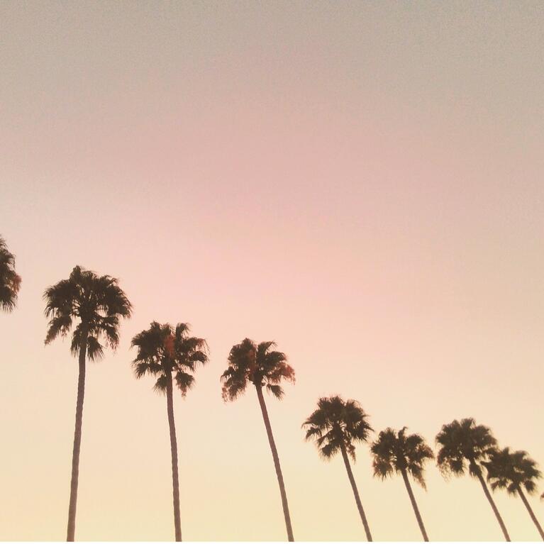 The tops of a line of palm trees ascending from right to left during dusk
