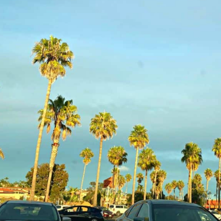 Palm trees swaying over a parking lot