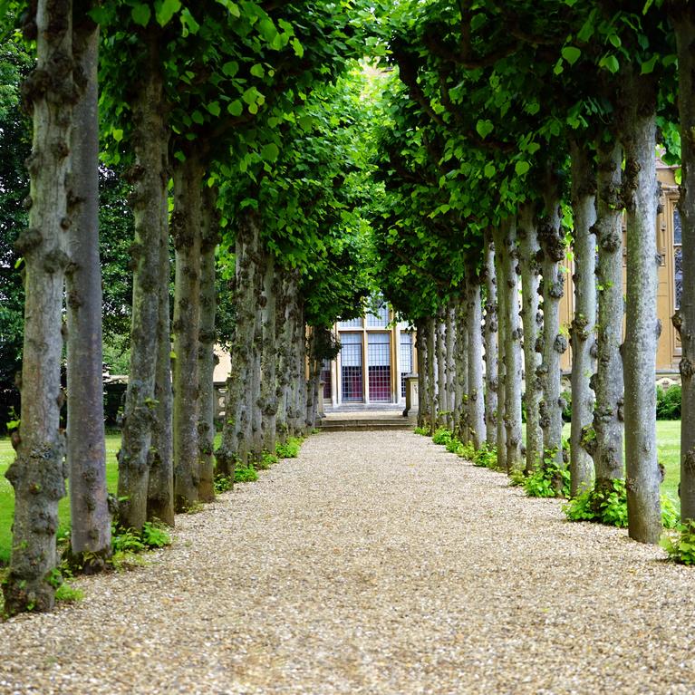 An avenue of trees frame a gravel path leading towards an eighteenth century building.