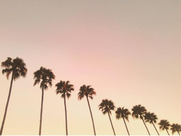 The tops of a line of palm trees ascending from right to left during dusk