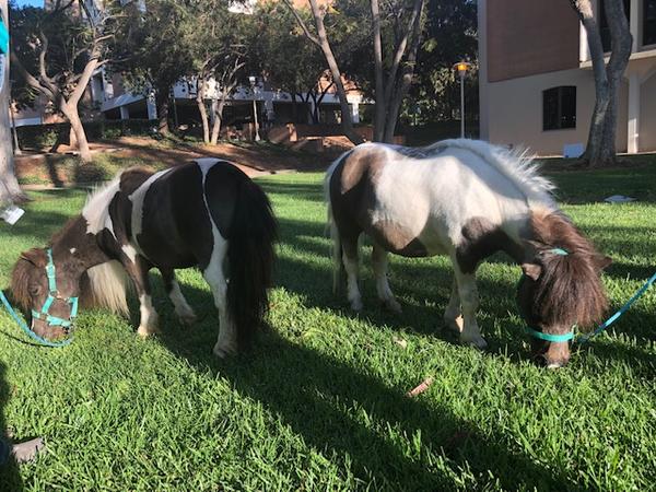 Two miniature ponies eat grass in the Life Sciences Courtyard