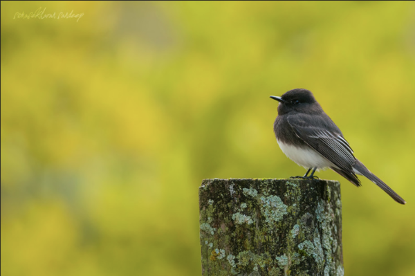 A bird on a stump