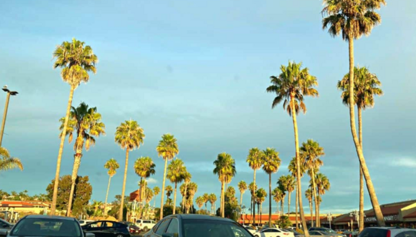 Palm trees swaying over a parking lot