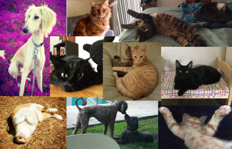 a collage of photos of cats and dogs