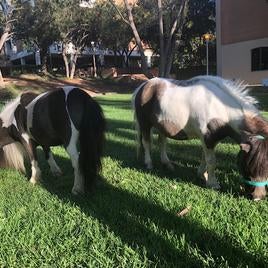 Two miniature ponies eat grass in the Life Sciences Courtyard
