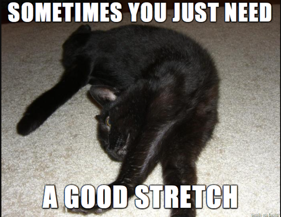 Cat stretching 