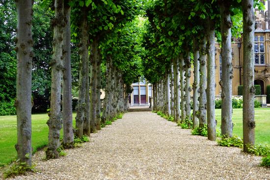 An avenue of trees frame a gravel path leading towards an eighteenth century building.