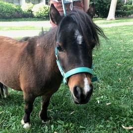 Li'l Sebastian Li'l Sebastian